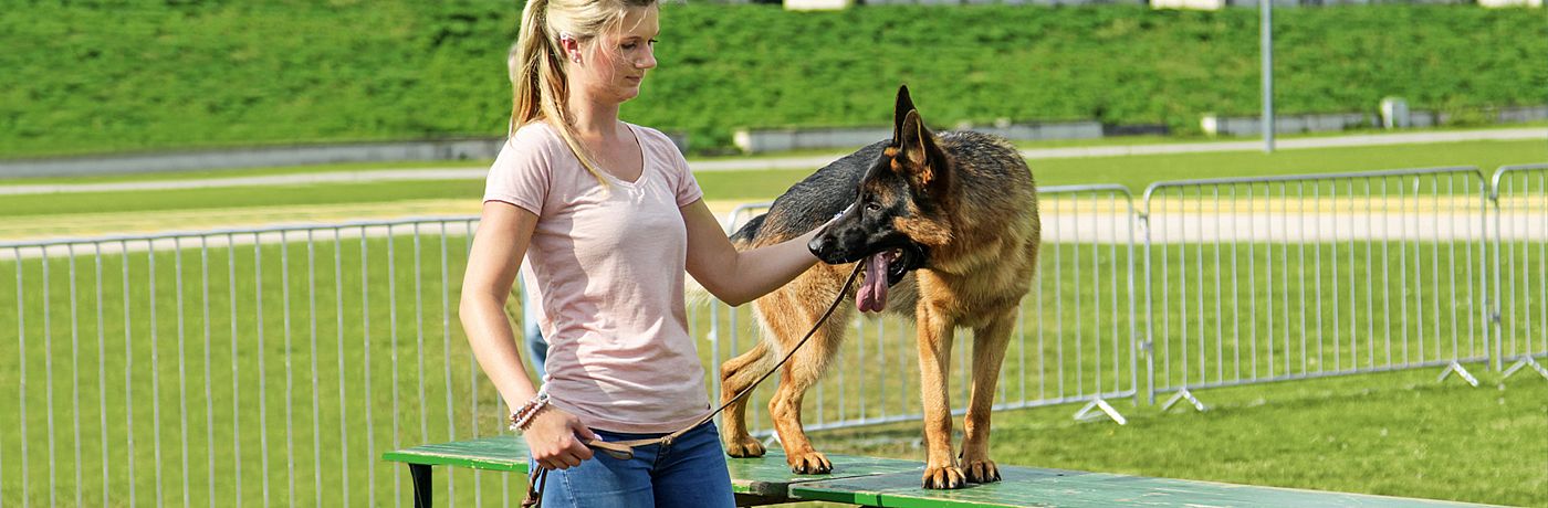 csm verein fuer deutsche schaeferhunde wesensbeurteilung 313e12cc16